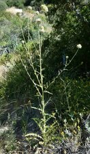 Cirsium occidentale californicum Plant